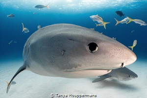 Window to the Soul
A large female tiger shark makes eye ... by Tanya Houppermans 
